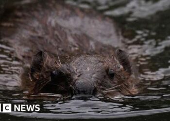 Gloucestershire getting 'beaver ready' for potential release
