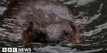 Gloucestershire getting 'beaver ready' for potential release