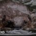 Gloucestershire getting 'beaver ready' for potential release