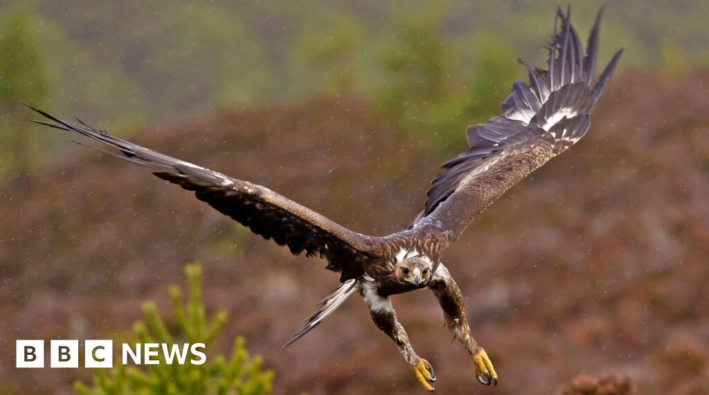 Government backs permanent return of golden eagles to England
