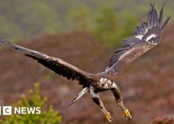 Government backs permanent return of golden eagles to England