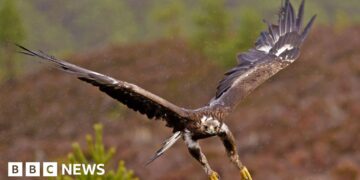 Government backs permanent return of golden eagles to England