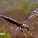Government backs permanent return of golden eagles to England