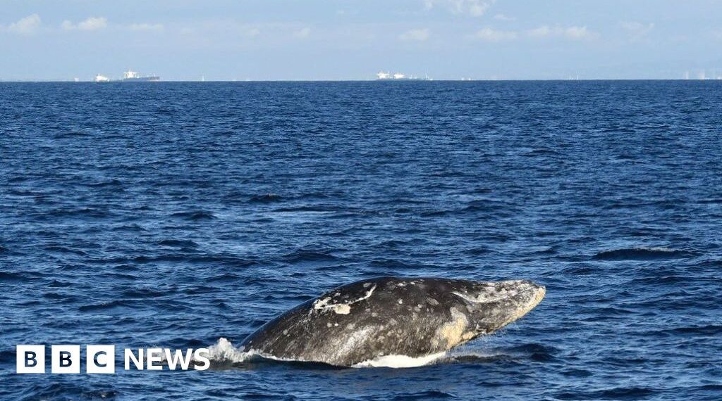 Gray whale dies days after swimming up Washington's Willapa River
