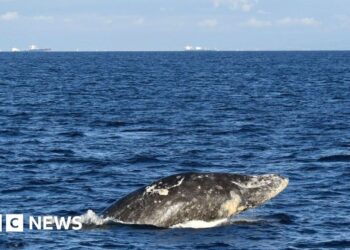 Gray whale dies days after swimming up Washington's Willapa River
