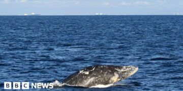 Gray whale dies days after swimming up Washington's Willapa River