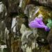 Hadrian's Wall rangers say walkers hide poo bags in its stones