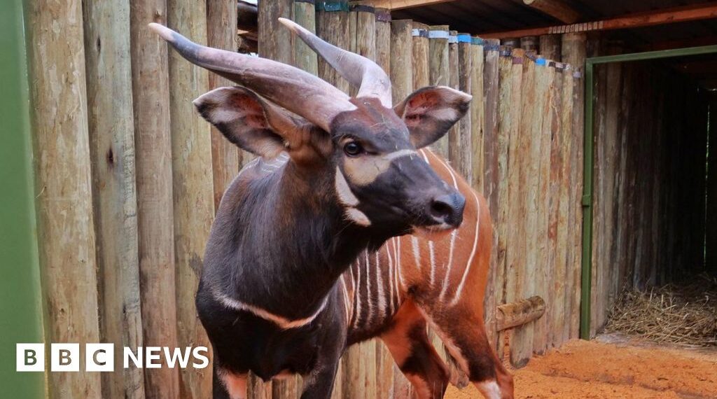 'Historic homecoming' as endangered antelopes flown to Kenya from Czech Republic zoo