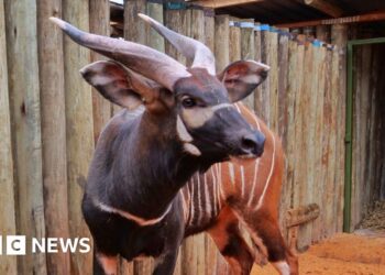 'Historic homecoming' as endangered antelopes flown to Kenya from Czech Republic zoo