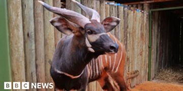 'Historic homecoming' as endangered antelopes flown to Kenya from Czech Republic zoo
