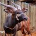 'Historic homecoming' as endangered antelopes flown to Kenya from Czech Republic zoo
