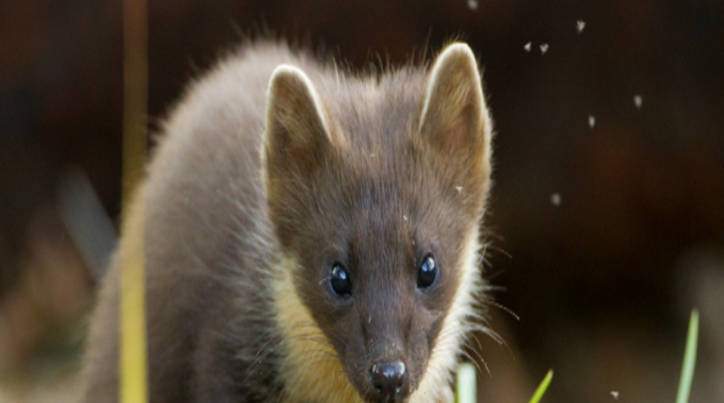 Hopes more pine martens will be born in the wild