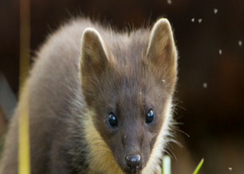 Hopes more pine martens will be born in the wild