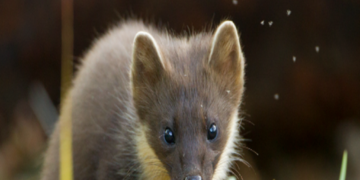 Hopes more pine martens will be born in the wild