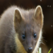Hopes more pine martens will be born in the wild