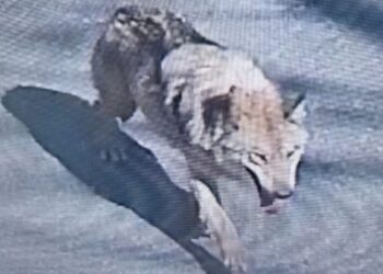 How did a wolf become a fugitive in South Korea?