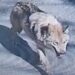 How did a wolf become a fugitive in South Korea?