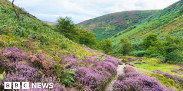 How do you restore the wild spaces of a corner of England?