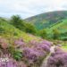 How do you restore the wild spaces of a corner of England?