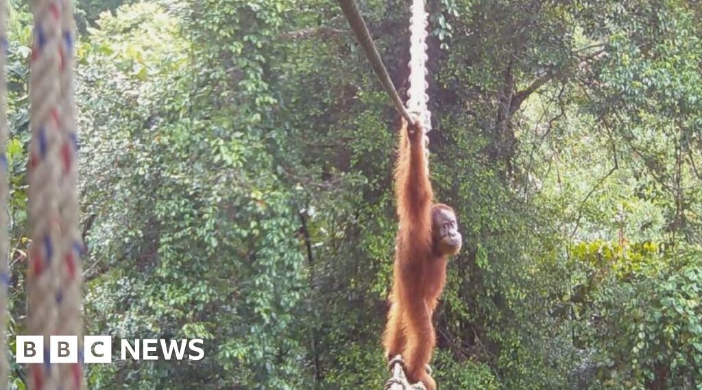 How one orangutan braved new bridge to unite his split community