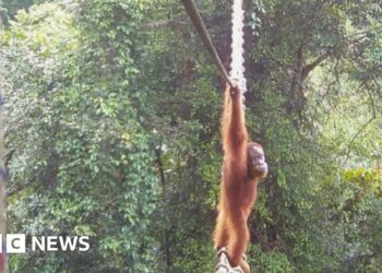 How one orangutan braved new bridge to unite his split community