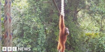 How one orangutan braved new bridge to unite his split community