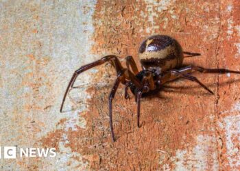 Is the bite of the false widow spider dangerous?