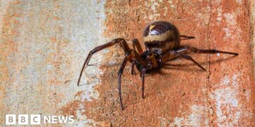 Is the bite of the false widow spider dangerous?