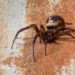 Is the bite of the false widow spider dangerous?