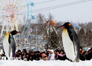 Japan zoo staffer allegedly dumps wife's body inside incinerator