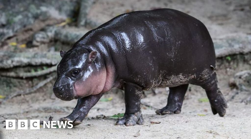 Man fined after breaking into viral hippo Moo Deng's enclosure