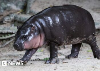 Man fined after breaking into viral hippo Moo Deng's enclosure