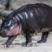Man fined after breaking into viral hippo Moo Deng's enclosure