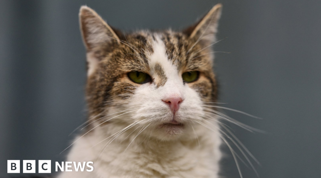 Minister considers banning over-the-counter flea treatments for pets