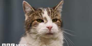 Minister considers banning over-the-counter flea treatments for pets