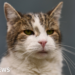 Minister considers banning over-the-counter flea treatments for pets