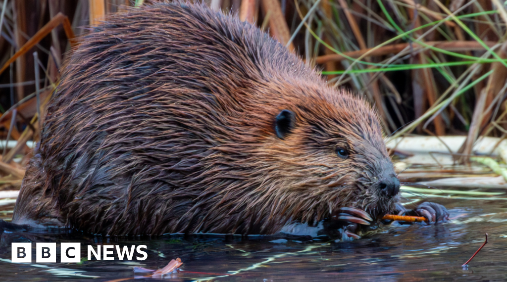 Nature charity plans to release wild beavers into Dorset rivers
