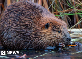 Nature charity plans to release wild beavers into Dorset rivers