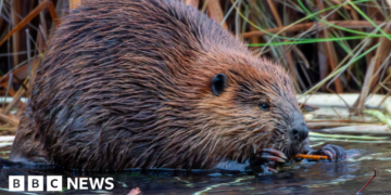 Nature charity plans to release wild beavers into Dorset rivers