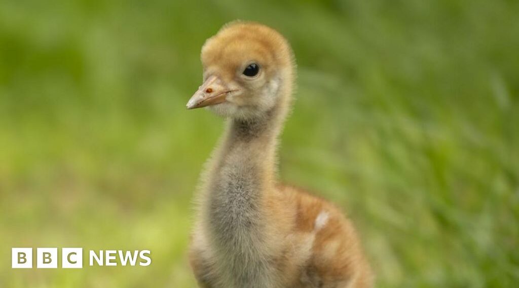 Nature reserve helping restore crane population