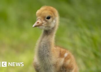 Nature reserve helping restore crane population