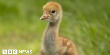 Nature reserve helping restore crane population