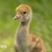 Nature reserve helping restore crane population