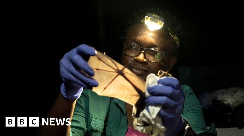 Nigerian wins global prize for trying to save bats in a country that shuns them