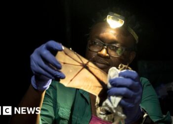 Nigerian wins global prize for trying to save bats in a country that shuns them