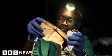 Nigerian wins global prize for trying to save bats in a country that shuns them