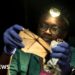 Nigerian wins global prize for trying to save bats in a country that shuns them