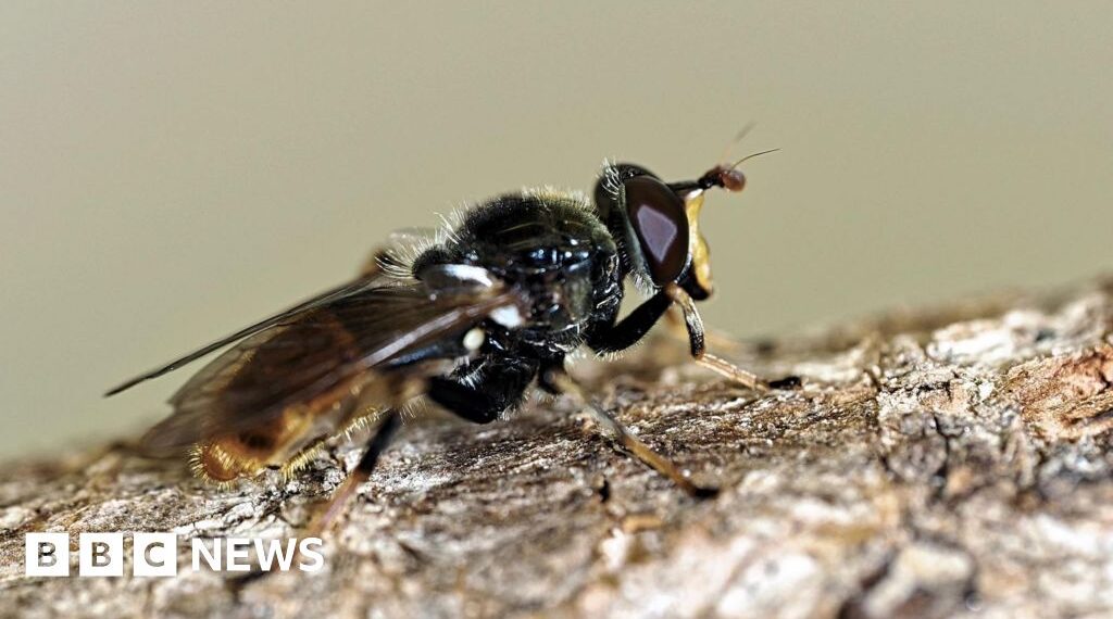 One of UK's rarest flies returns to Cairngorms thanks to jam jars