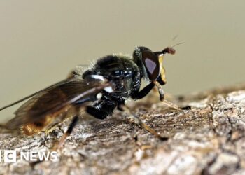 One of UK's rarest flies returns to Cairngorms thanks to jam jars