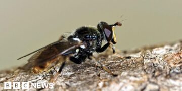 One of UK's rarest flies returns to Cairngorms thanks to jam jars